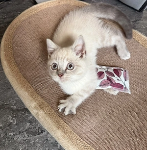 Ab sofort abgabebereit bkh kitten  noch 3 jungs und 1 mädchen 