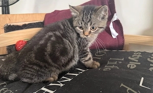 ab sofort abgabe bereit reinrassige bkh kitten 