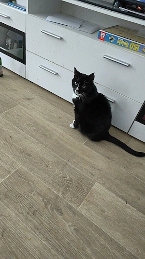 katze weiblich zu verschenken  Bild 3