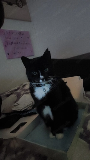 katze weiblich zu verschenken  Bild 2