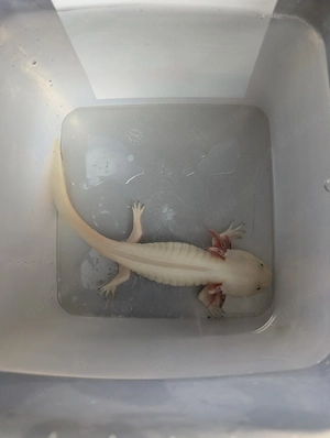 Axolotl Weiblich 