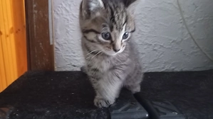 Fünf kleine kitten suchen bald ein für immer Zuhause 