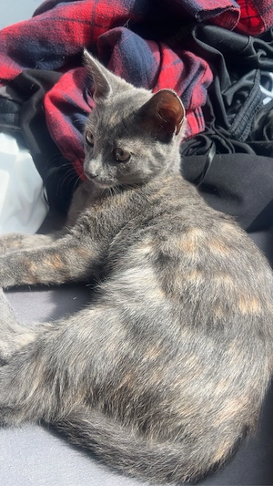 liebevolle Hauskatze sucht ein neues Zuhause