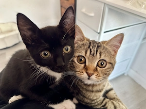 Zwei Baby katzen Abzugeben