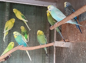 Nestjunge und zuchtreife Wellensittiche, jeweils 25 Euro