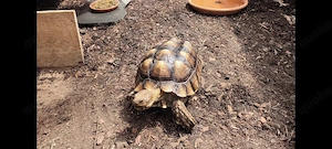 Spornschildkröte, Landschildkröte, Schildkröte