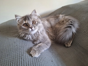 wunderschöne Katze Maine Coon Perser Mix 