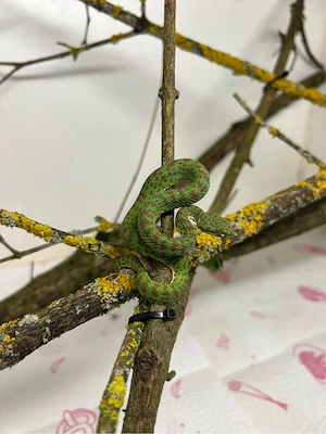 Trimeresurus venustus