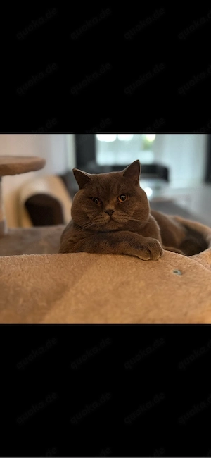 BKH Katzen abzugeben 