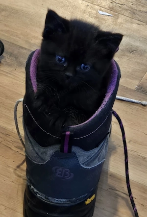 Edelmix Kitten Main Coon und Perser