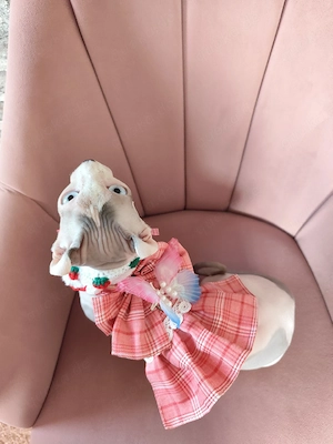 Gesellschaft für meine Sphynx gesucht
