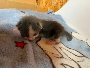 5 katzen Babys
