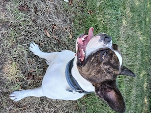 BulldoggenHündin