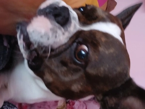 BulldoggenHündin Bild 3