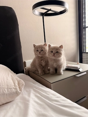 Liebevolle BKH-Kitten suchen ab dem 12.09.2026 ihr Für-immer-Zuhause