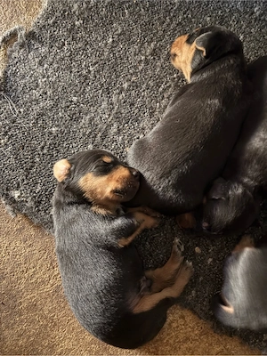 Heideterrier Welpen 