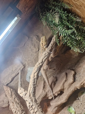 Bartagame Männlich 