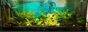 Großes Aquarium zu verkaufen