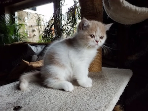 Kleines Nasenbärenbaby(Exotic-Shorthair)exzell. Stammbaum aus seriöser Zucht,sucht neue Dosenöffner