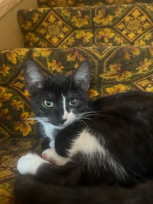      Kleine Katzenbabys