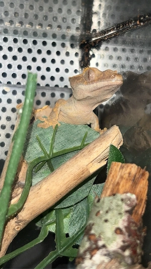 suche terrarium 