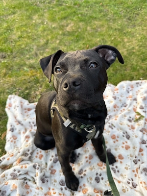 American Staffordshire Terrier