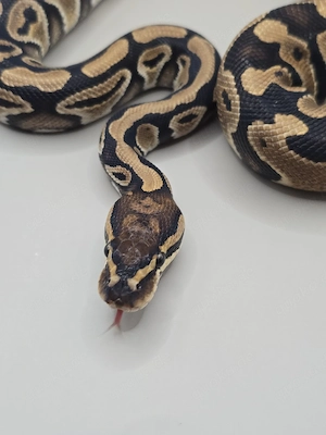 Königspython 1.3 Axanthic TSK Clown Desert Ghost Projekt 