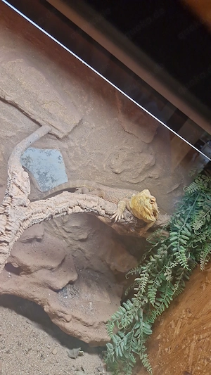 Bartagame Männlich  Bild 3
