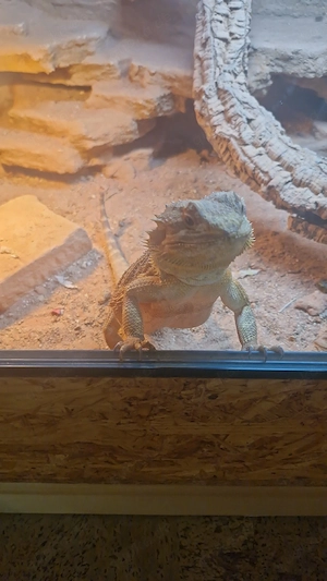Bartagame Männlich  Bild 2