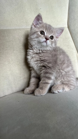 Bkh Babys Katze sucht neue Familie    