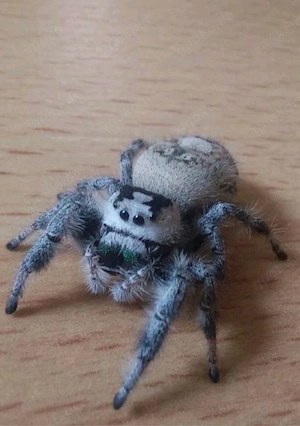 Phidippus Regius White Bahama FH 3-4  Springspinnen