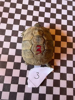 Griechische Landschildkröte Bild 2