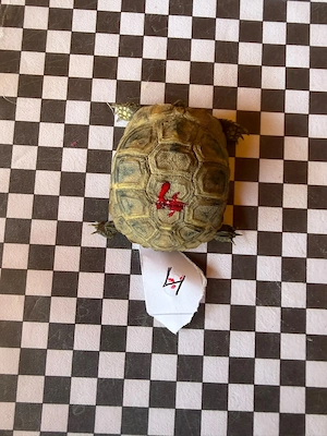 Griechische Landschildkröte