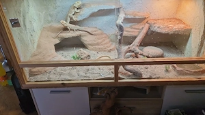 2 Bartagamen Weibchen 