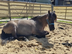 Zuverlässige Reitbeteiligung für Samstag und Sonntag gesucht 