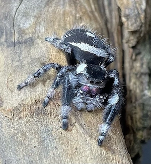 Phidippus Regius Nord Florida FH 3-4 Springspinne