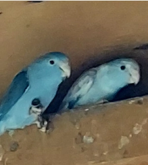 Sperlingspapageien