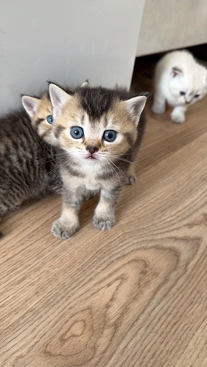 Süße bkh kitten zuverkaufen