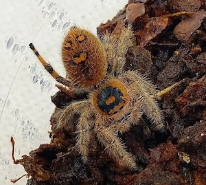 Phidippus Regius Everglades FH 2-3 Springspinne