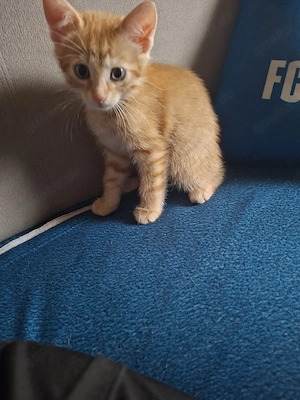 baby kater sucht zuhause 