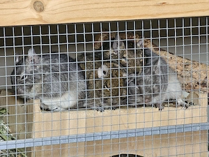 4er Degu Gruppe mit Kleintiervilla Käfig