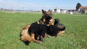 Altdeutsche Schäferhund-Welpen aus HD- ED- und DM-freier Verpaarung