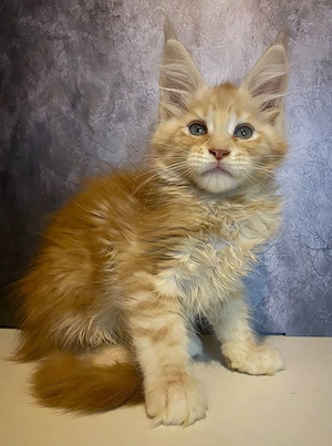 12 Wochen alte gesunde Maine-Coon-Kätzchen