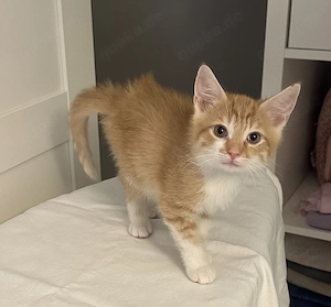 Kleine süße Katerchen Kitten abzugeben