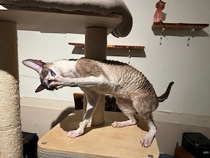 Cornish Rex Zuchtkater  Joda vom Hohen Fläming  sucht neues Zuhause 