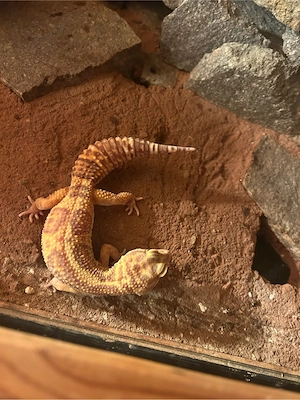 leopard gecko weibchen 