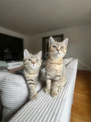 BKH Kitten 