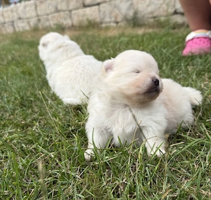 Zwergspitz Pomeranian Welpen 
