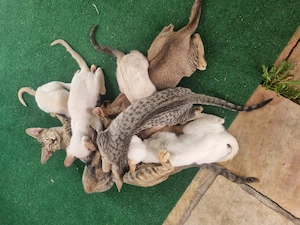 OKH  Siam - Peterbald  Rassemix