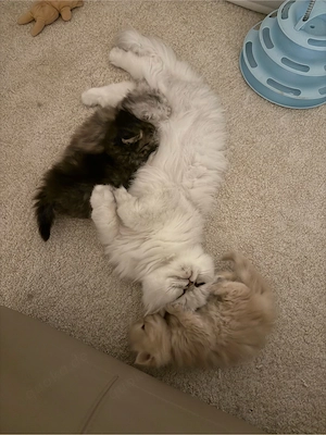 Perser-Kitten suchen ein schönes Zuhause Bild 5